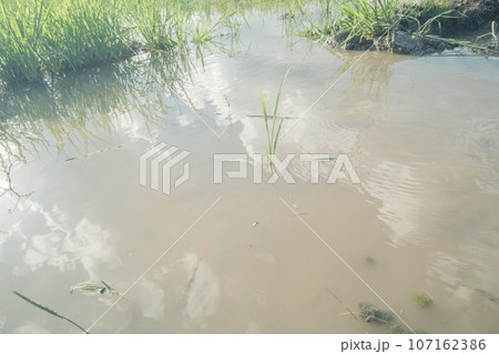 水無月の田 107162386