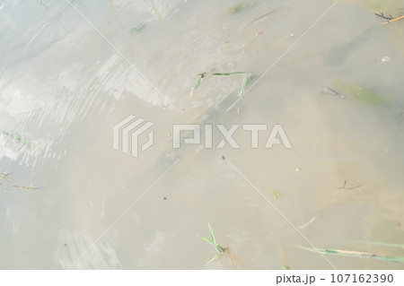 水無月の田 水無月の田 107162390
