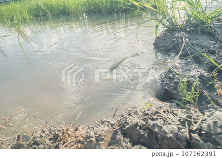 水無月の田 ナマズの遡上 水無月の田 ナマズの遡上 107162391