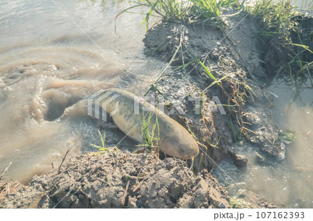 水無月の田 ナマズの遡上 水無月の田 ナマズの遡上 107162393