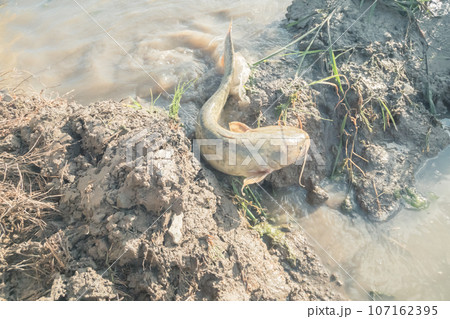 水無月の田 ナマズの遡上 水無月の田 ナマズの遡上 107162395