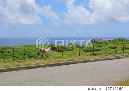 愛らしいヨナグニ馬が放牧されている与那国島東牧場の風景 愛らしいヨナグニ馬が放牧されている与那国島東牧場の風景 107162604