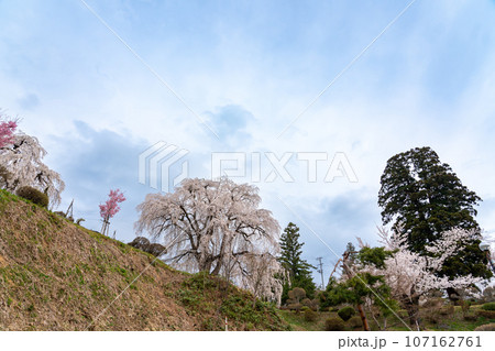 山形県南陽市の置賜さくら回廊の双松公園のしだれ桜 山形県南陽市の置賜さくら回廊の双松公園のしだれ桜 107162761