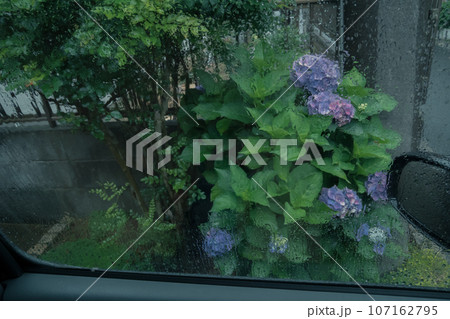 紫陽花のある庭 紫陽花のある庭 107162795