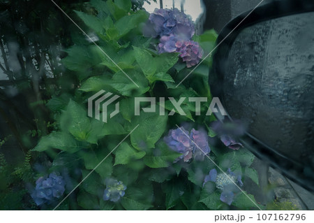 紫陽花のある庭 紫陽花のある庭 107162796