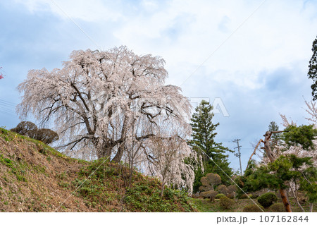 山形県南陽市の置賜さくら回廊の双松公園のしだれ桜 107162844