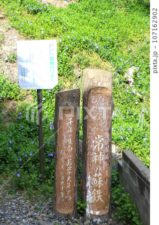若狭　常神漁港　若狭常神　常神のソテツ　福井県若狭町　常神民宿街　若狭常神町　若狭湾　日本海　 107162902