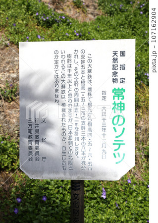 若狭　常神漁港　若狭常神　常神のソテツ　福井県若狭町　常神民宿街　若狭常神町　若狭湾　日本海　 107162904