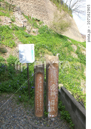 若狭　常神漁港　若狭常神　常神のソテツ　福井県若狭町　常神民宿街　若狭常神町　若狭湾　日本海　 107162905