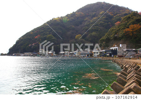 若狭 常神漁港 若狭常神 常神のソテツ 福井県若狭町 常神民宿街 若狭常神町 若狭湾 日本海 若狭 常神漁港 若狭常神 常神のソテツ 福井県若狭町 常神民宿街 若狭常神町 若狭湾 日本海 107162914