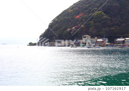 若狭　常神漁港　若狭常神　常神のソテツ　福井県若狭町　常神民宿街　若狭常神町　若狭湾　日本海　 107162917