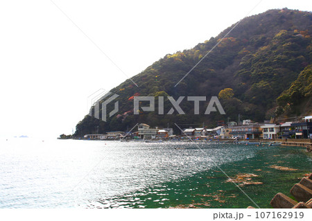 若狭　常神漁港　若狭常神　常神のソテツ　福井県若狭町　常神民宿街　若狭常神町　若狭湾　日本海　 107162919