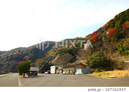 若狭 常神漁港 若狭常神 常神のソテツ 福井県若狭町 常神民宿街 若狭常神町 若狭湾 日本海 若狭 常神漁港 若狭常神 常神のソテツ 福井県若狭町 常神民宿街 若狭常神町 若狭湾 日本海 107162937