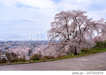 山形県南陽市の置賜さくら回廊の双松公園の桜の大木からの街並みの眺め 107162979