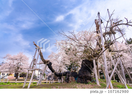 山形県長井市の置賜さくら回廊の樹齢約1200年の伊佐沢の久保ザクラ 107162980