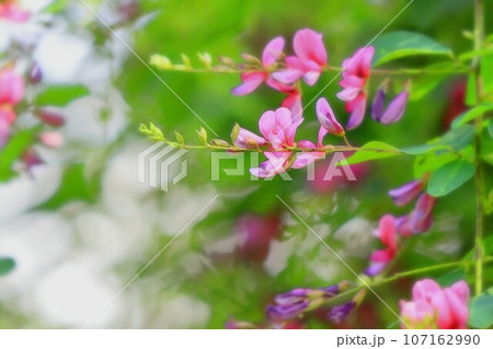爽やかな赤紫の萩の花 107162990