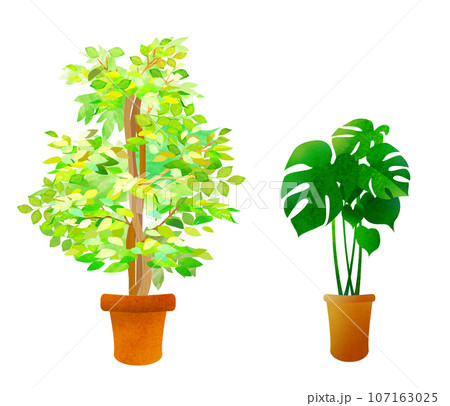 2種類の観葉植物　イラスト　インテリア 107163025