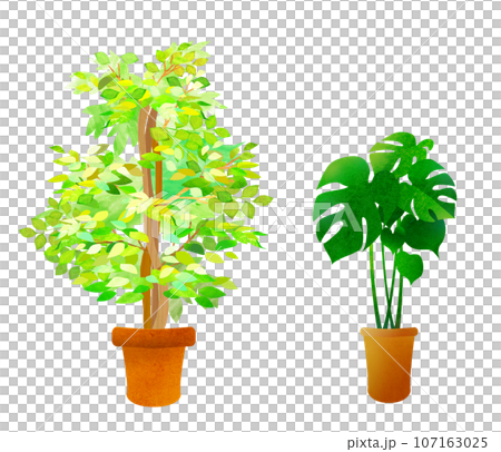 兩種類型的室內植物插畫室內 兩種類型的室內植物插畫室內 107163025