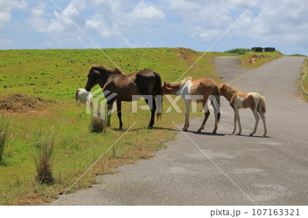 ヨナグニ馬が連なって歩く与那国島東牧場のほのぼのとした景色 ヨナグニ馬が連なって歩く与那国島東牧場のほのぼのとした景色 107163321