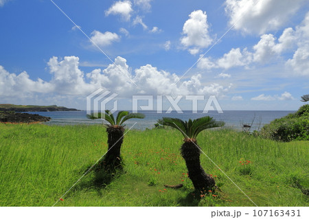 寄り添うような愛らしいソテツがある与那国島ダンヌ浜の景色 107163431