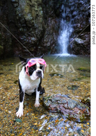 毛呂山町の獅子ヶ滝で渓流を見つめるゴーグルをかけたボストンテリアのマイティ君♡ 毛呂山町の獅子ヶ滝で渓流を見つめるゴーグルをかけたボストンテリアのマイティ君♡ 107163773