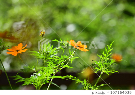 【滋賀】見ると幸せと話題の青い蜂、ブルービー(ルリモンハナバチ)がキバナコスモスにやって来ました 107164039