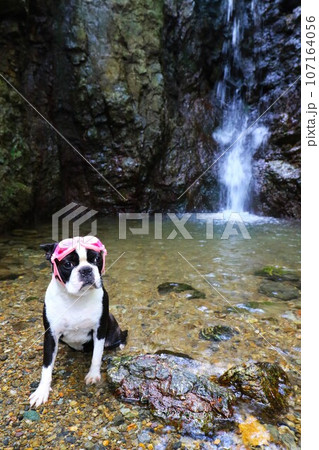 ゆずの里毛呂山町の獅子ヶ滝でゴーグルをかけて渓谷を見つめるボストンテリアのマイティ君♡ 107164056