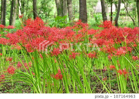 ヒガンバナ 107164963