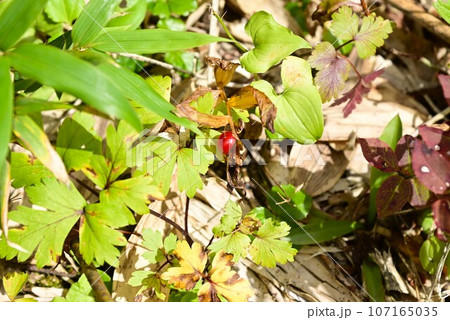 八幡平の植物  タケシマランの赤い実 107165035