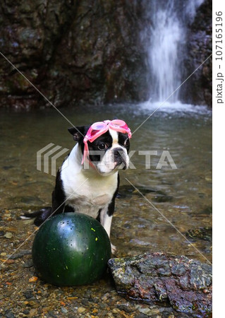 毛呂山町の獅子ヶ滝渓流に冷やしたスイカを見張るゴーグルを付けた愛犬マイティ君♡ 107165196