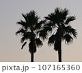 ヤシの木のある風景 107165360