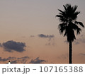 ヤシの木のある夕景 107165388