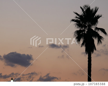 ヤシの木のある夕景 107165388