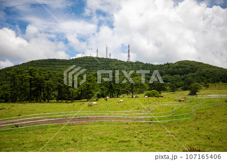 Jeju Horse Ranch, a representative tourist attraction in Jeju Island Jeju Horse Ranch, a representative tourist attraction in Jeju Island 107165406