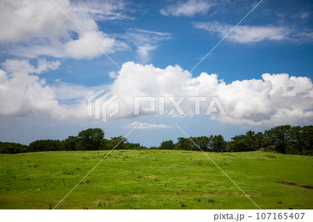 Jeju Horse Ranch, a representative tourist attraction in Jeju Island Jeju Horse Ranch, a representative tourist attraction in Jeju Island 107165407