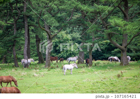 Jeju Horse Ranch, a representative tourist attraction in Jeju Island Jeju Horse Ranch, a representative tourist attraction in Jeju Island 107165421