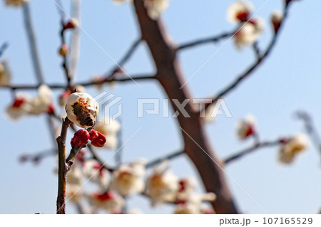梅の花とミツバチ 107165529