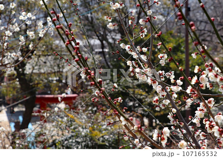 咲き始めた梅の花 咲き始めた梅の花 107165532