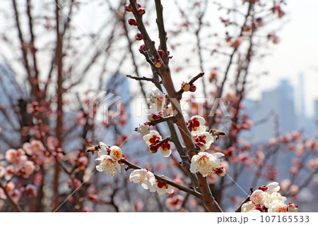 梅とミツバチ 梅とミツバチ 107165533