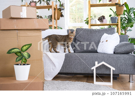 Boxes with things for moving and cat pet, and house plants are in the room of the new house. Housewarming, family property, cargo transportation and delivery of things 107165991