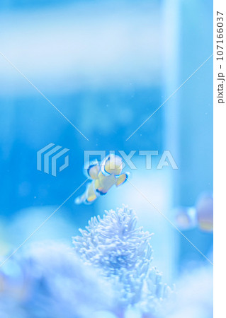 水槽で泳ぐ金魚 107166037