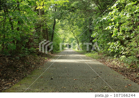 森の中の真っ直ぐな道 107166244