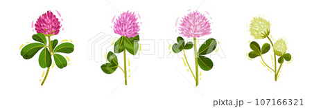 Clover or Trefoil with Dense Spike of Purple Flower and Trifoliate Leaves Vector Set 107166321