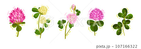 Clover or Trefoil with Dense Spike of Purple Flower and Trifoliate Leaves Vector Set Clover or Trefoil with Dense Spike of Purple Flower and Trifoliate Leaves Vector Set 107166322