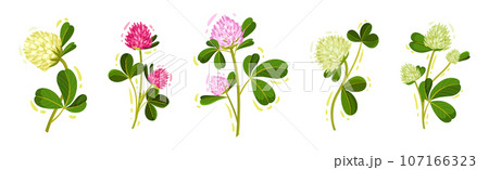 Clover or Trefoil with Dense Spike of Purple Flower and Trifoliate Leaves Vector Set 107166323