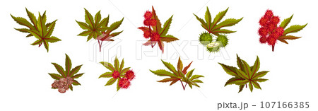 Castor Plant with Green Palmate Leaves and Red Fruit Vector Set 107166385