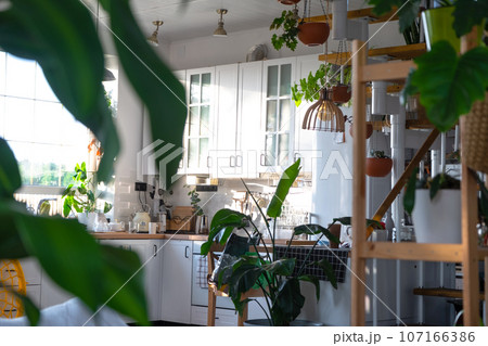 The interior of a white kitchen with a metal staircase in a cottage with potted plants in hanging planters. Green house in a modern style The interior of a white kitchen with a metal staircase in a cottage with potted plants in hanging planters. Green house in a modern style 107166386