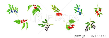 Berry Twig and Branch with Leafy Stem and Hanging Fruit Vector Set Berry Twig and Branch with Leafy Stem and Hanging Fruit Vector Set 107166438