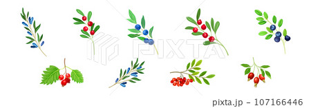 Berry Twig and Branch with Leafy Stem and Hanging Fruit Vector Set 107166446