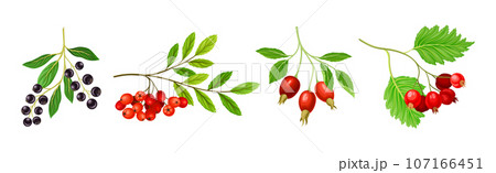 Berry Twig and Branch with Leafy Stem and Hanging Fruit Vector Set 107166451
